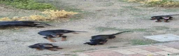 Setter Gordon cani in vendita: Cuccioli di Setter Gordon di altissima genealogia  a Provincia di Siena - Annuncio 4