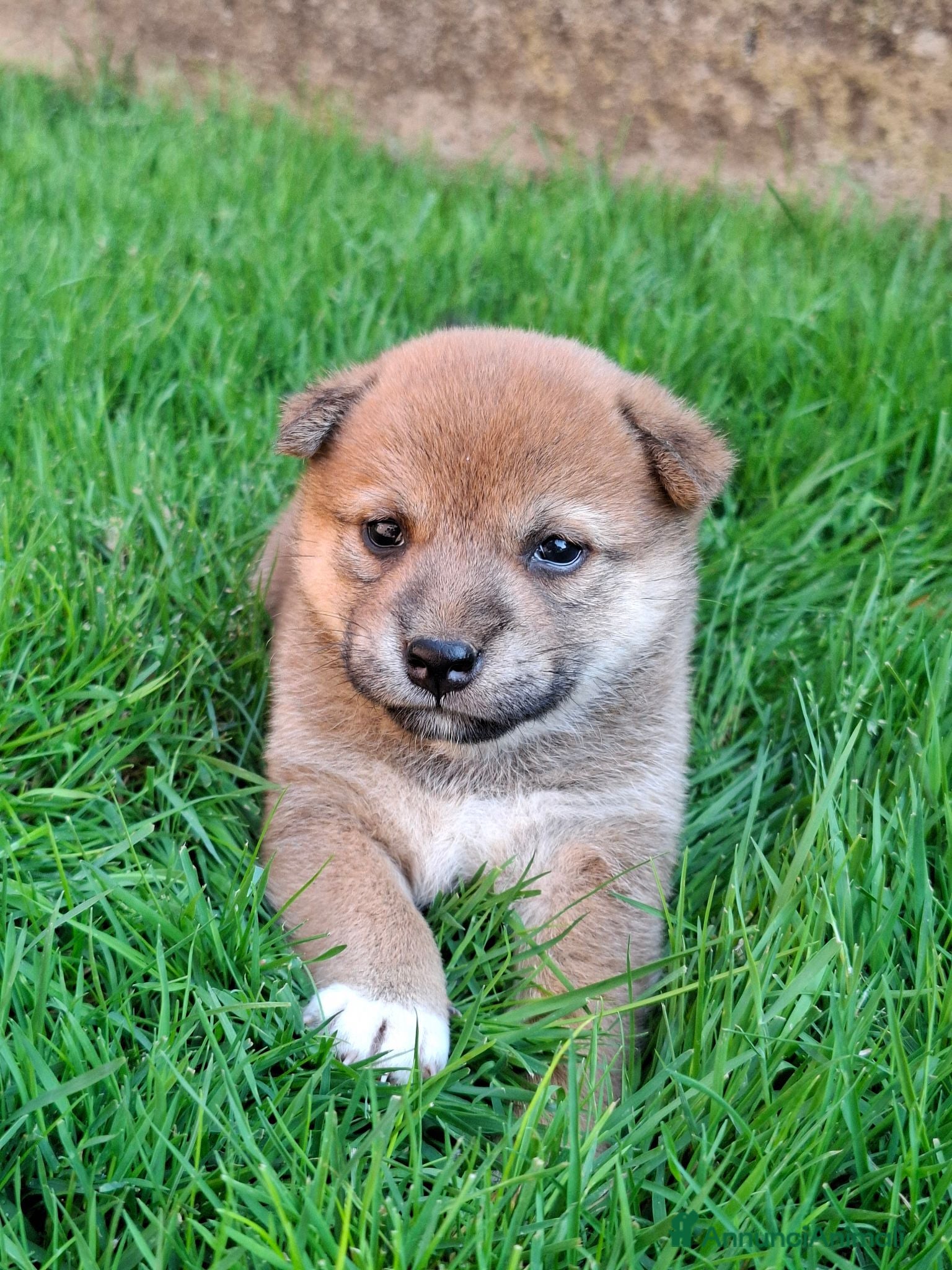 Shiba Inu cani Cuccioli shiba inu - Annuncio 2