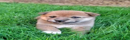 Shiba Inu cani in vendita: Cuccioli shiba inu - Annuncio 5