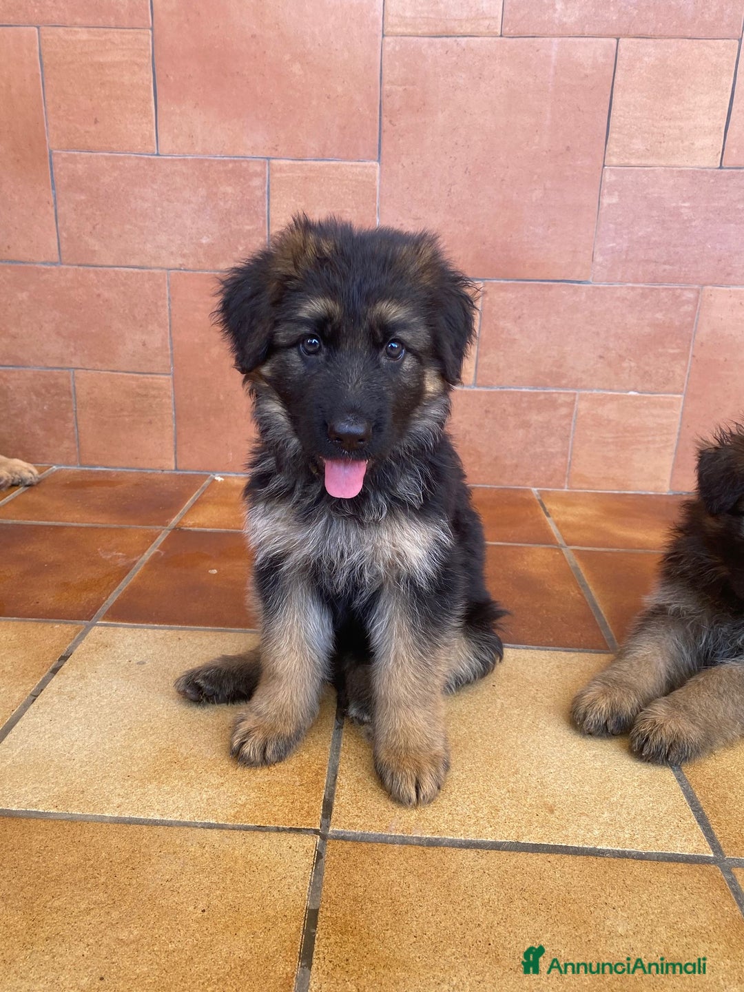Pastore Tedesco cani in vendita: Cuccioli di pastore tedesco a Provincia di Brindisi - Immagine 5