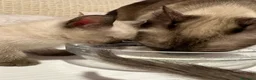 Siamese gatti in vendita: Bellissimi cuccioli siamesi maschio e femmina - Annuncio 6