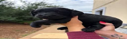 Meticcio cani in vendita: Cuccioli di Goldendoodle  - Annuncio 15