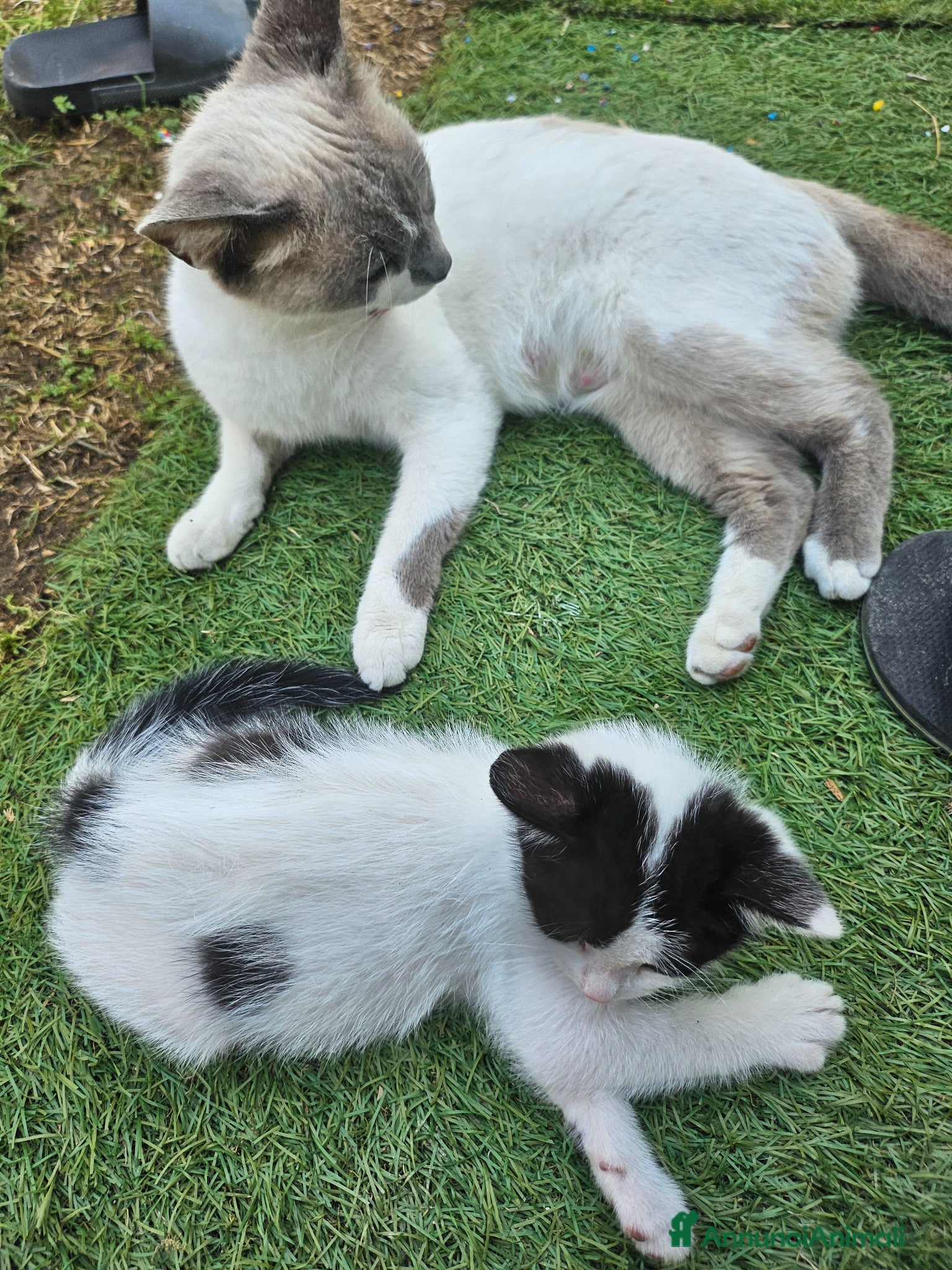 Meticcio gatti in regalo: Regalo Gattino  a Provincia di Vicenza - Annuncio 2