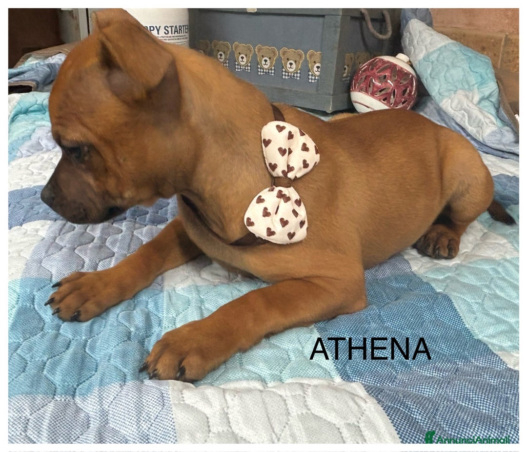 Staffordshire cani in vendita: STAFFIRDSHIRE BULL TERRIER - Annuncio 4