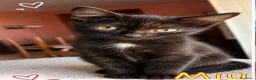Europeo gatti in regalo:  MIU'  GATTINA DOLCISSIMA DI TRE MESI - Annuncio 3