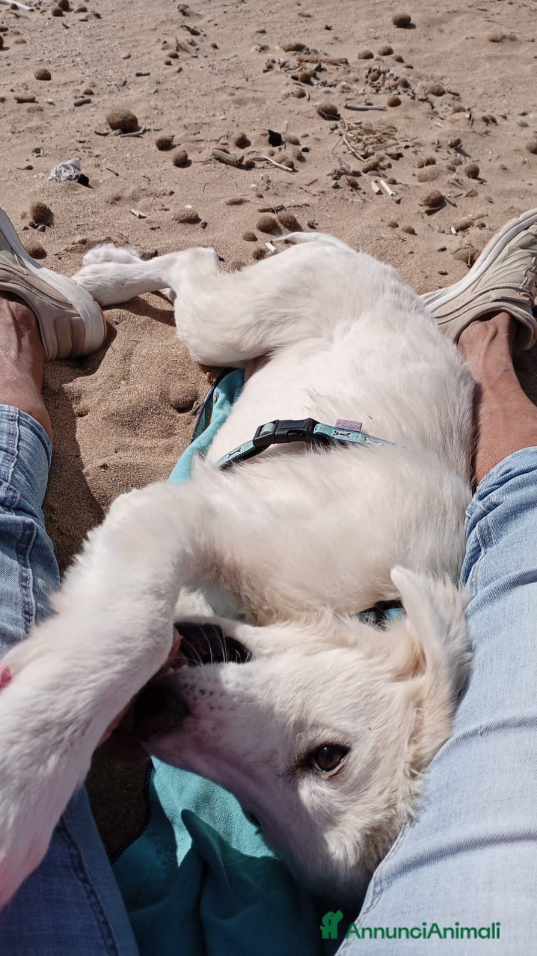 Meticcio cani in regalo: Toby in tutto il suo splendore - Annuncio 7