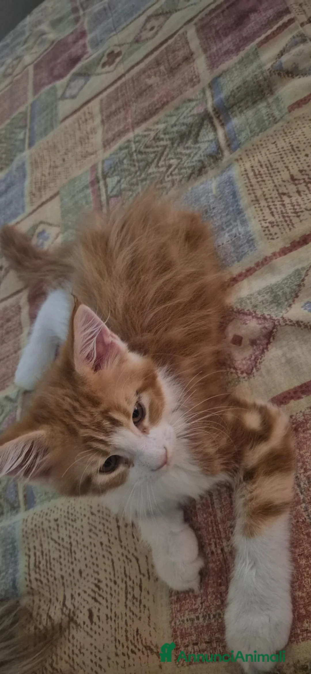 Maine Coon gatti in vendita: Cucciolo main coon  a Provincia autonoma di Bolzano - Alto Adige - Annuncio 2