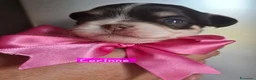 Chihuahua cani in vendita: Chihuahua pelo lungo  - Annuncio 5