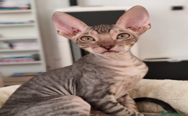 Cornish Rex gatti a Provincia di Prato - Annuncio 18