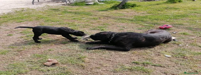 Ettore