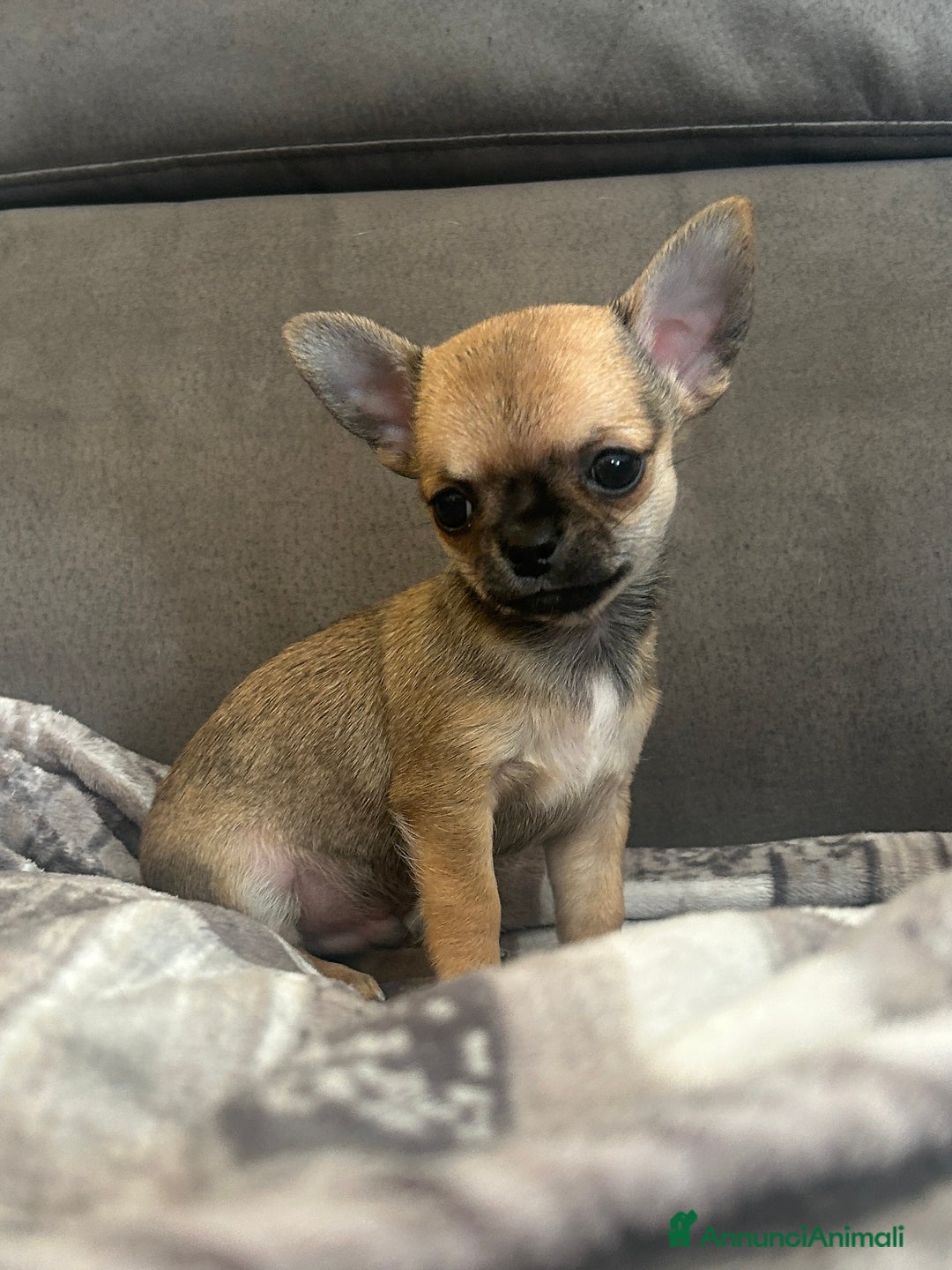 Chihuahua cani in vendita: Chihuahua cucciolo  - Annuncio 1