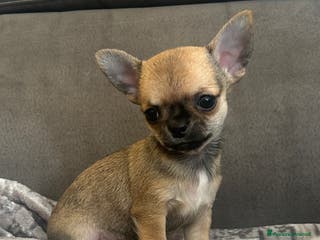 Chihuahua cani Chihuahua cucciolo - Annuncio 10