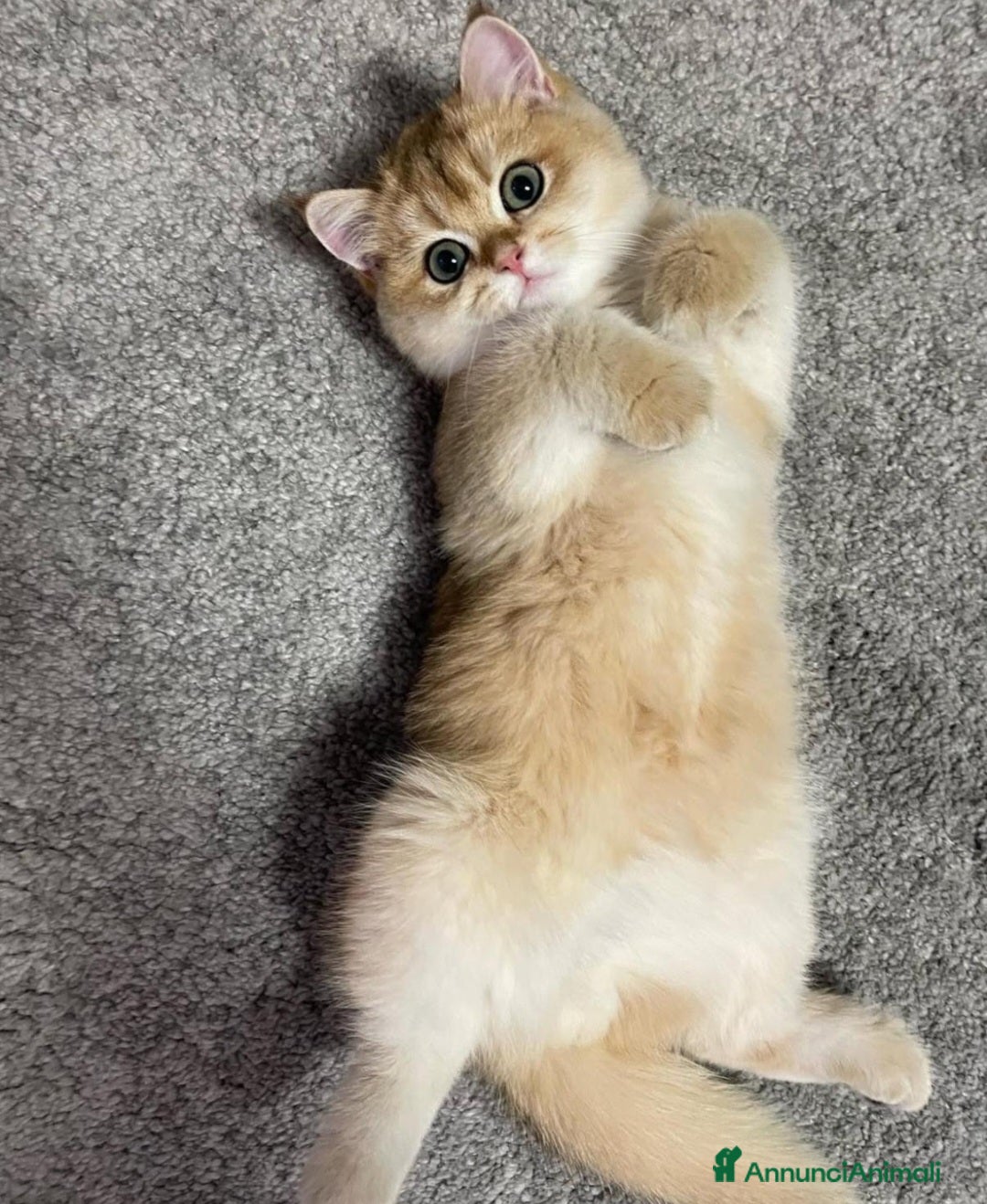 British gatti in vendita: Bellissimi cuccioli di british shorthair golden  - Annuncio 9