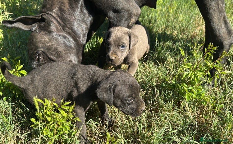 Cane Corso cani a Provincia di Asti - Annuncio 2