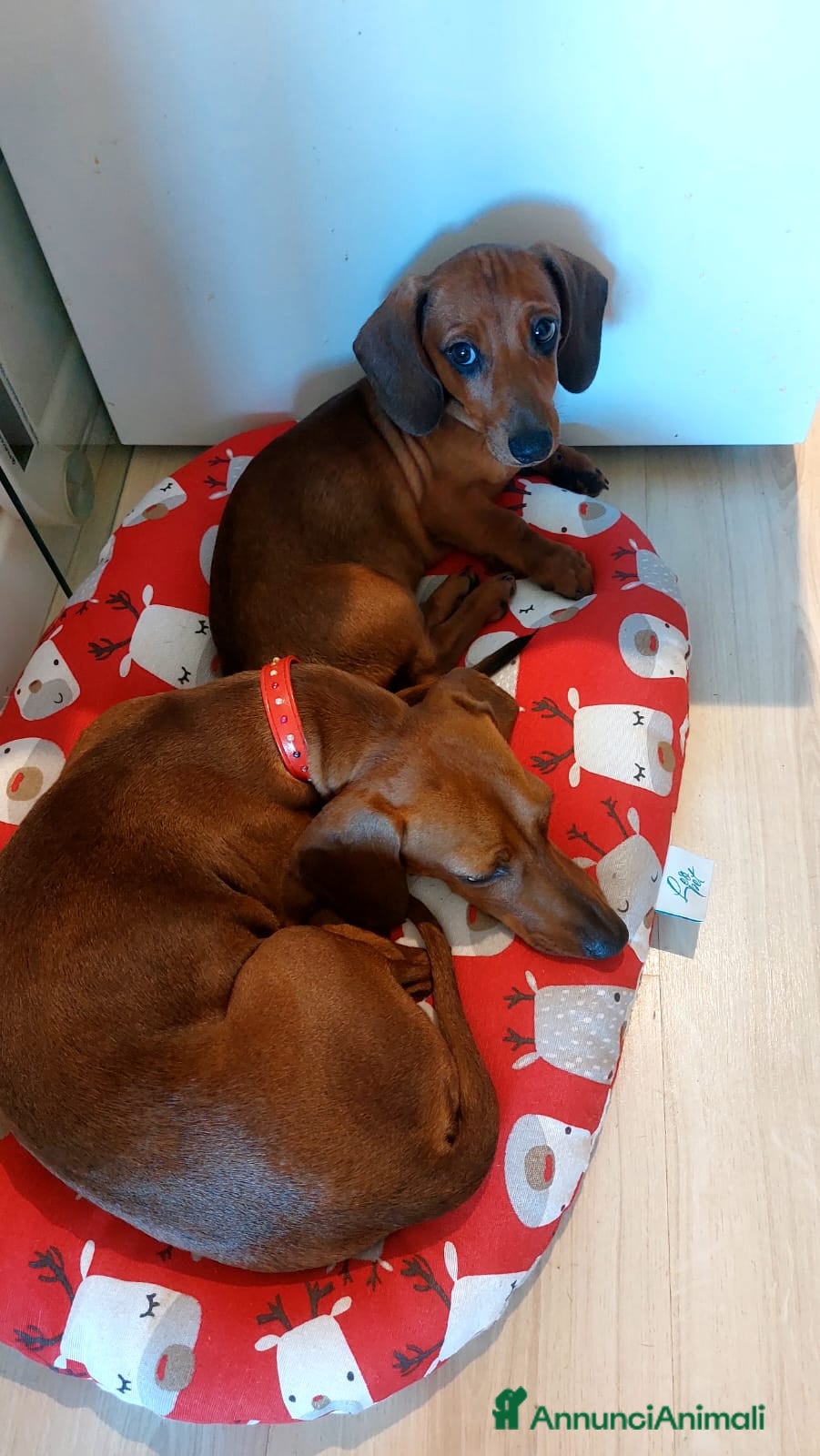 Bassotto cani Cucciolo Bassotto Maschio  - Annuncio 5