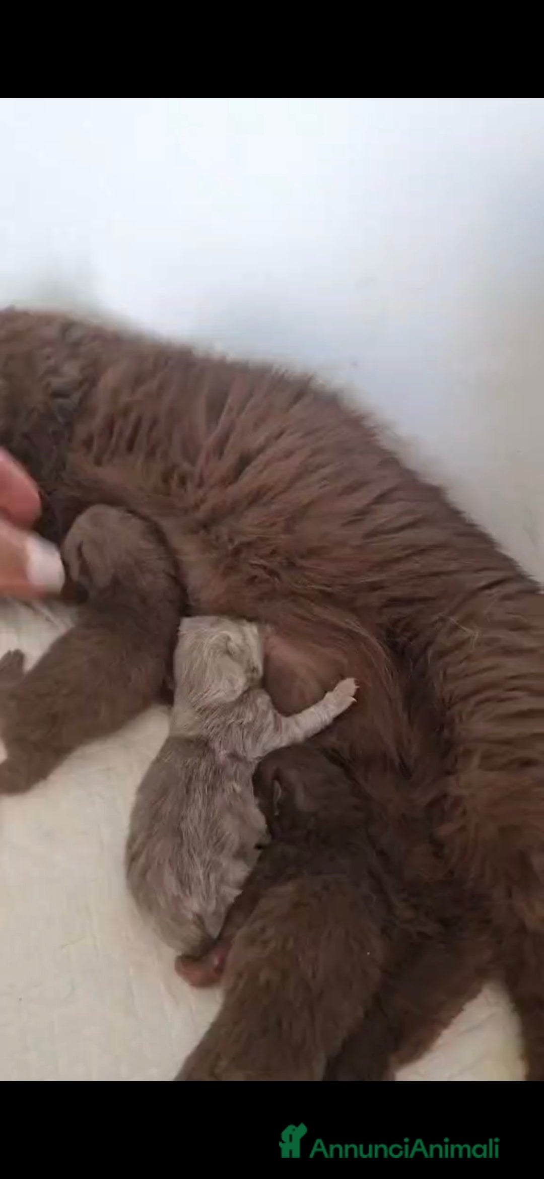 British gatti Ultimo maschietto British colore Blue Gold  - Annuncio 2