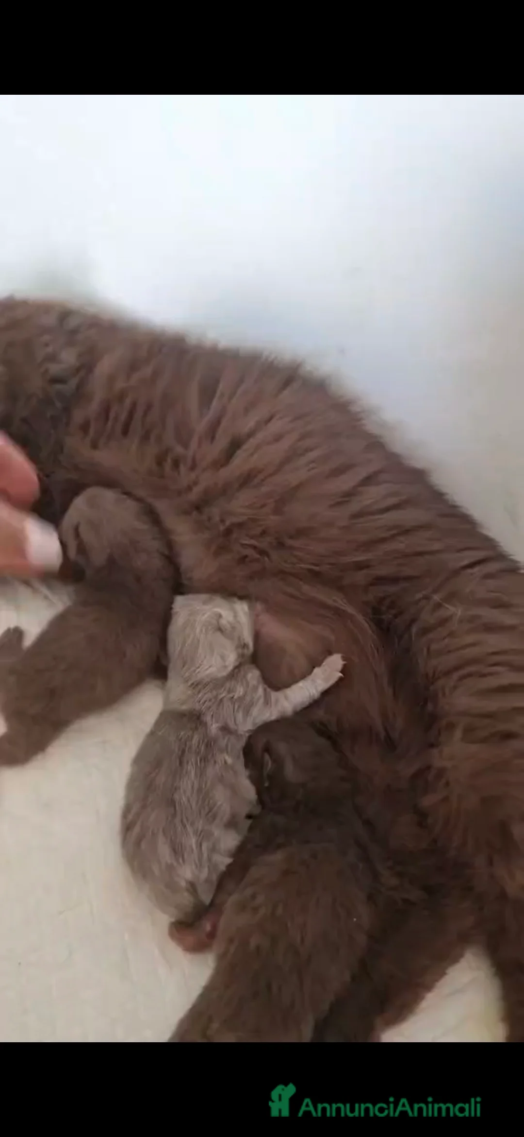 British gatti in vendita: Ultimo maschietto British colore Blue Gold  - Annuncio 2