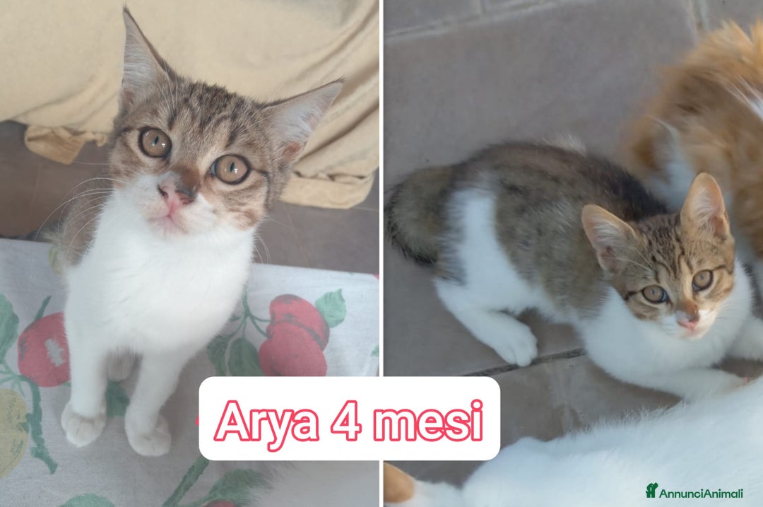 Altre razze gatti in regalo: SERVONO ADOZIONI PER SALVARLI! - Annuncio 2