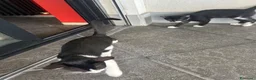 Meticcio gatti in regalo: Gattini da regalare  a Provincia di Asti - Annuncio 1