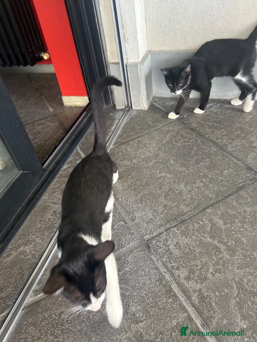 Meticcio gatti in regalo: Gattini da regalare  a Provincia di Asti - Annuncio 1