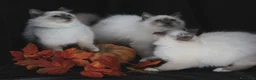 Sacro di Birmania gatti in vendita: Bamar Poe cattery  a Città metropolitana di Roma Capitale - Annuncio 6
