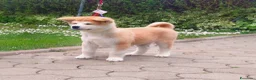 Akita Inu cani in vendita: Cuccioli Akita Inu – disponibili ancora 3 cuccioli - Annuncio 4