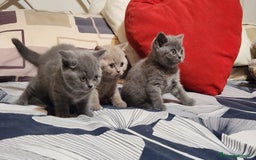 British gatti in vendita: Cucciola di British Shortair Blue a Città Metropolitana di Torino - Immagine 2
