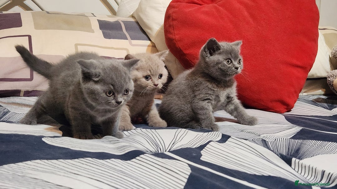 British gatti in vendita: Cucciola di British Shortair Blue a Città Metropolitana di Torino - Immagine 2