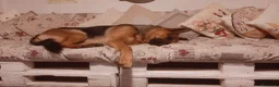 Pastore Tedesco cani in regalo: Pastore tedesco maschio  a Provincia di Lecco - Annuncio 3
