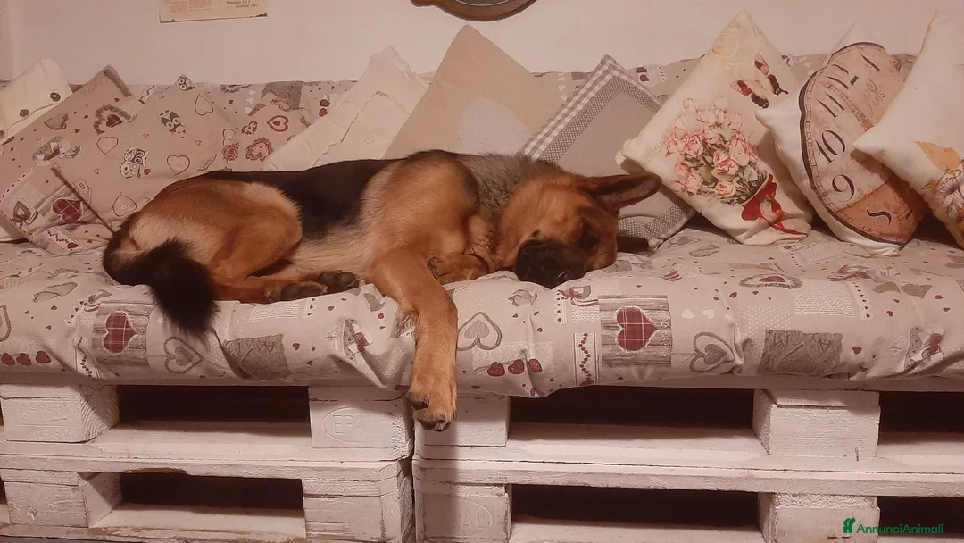 Pastore Tedesco cani in regalo: Pastore tedesco maschio  a Provincia di Lecco - Annuncio 3
