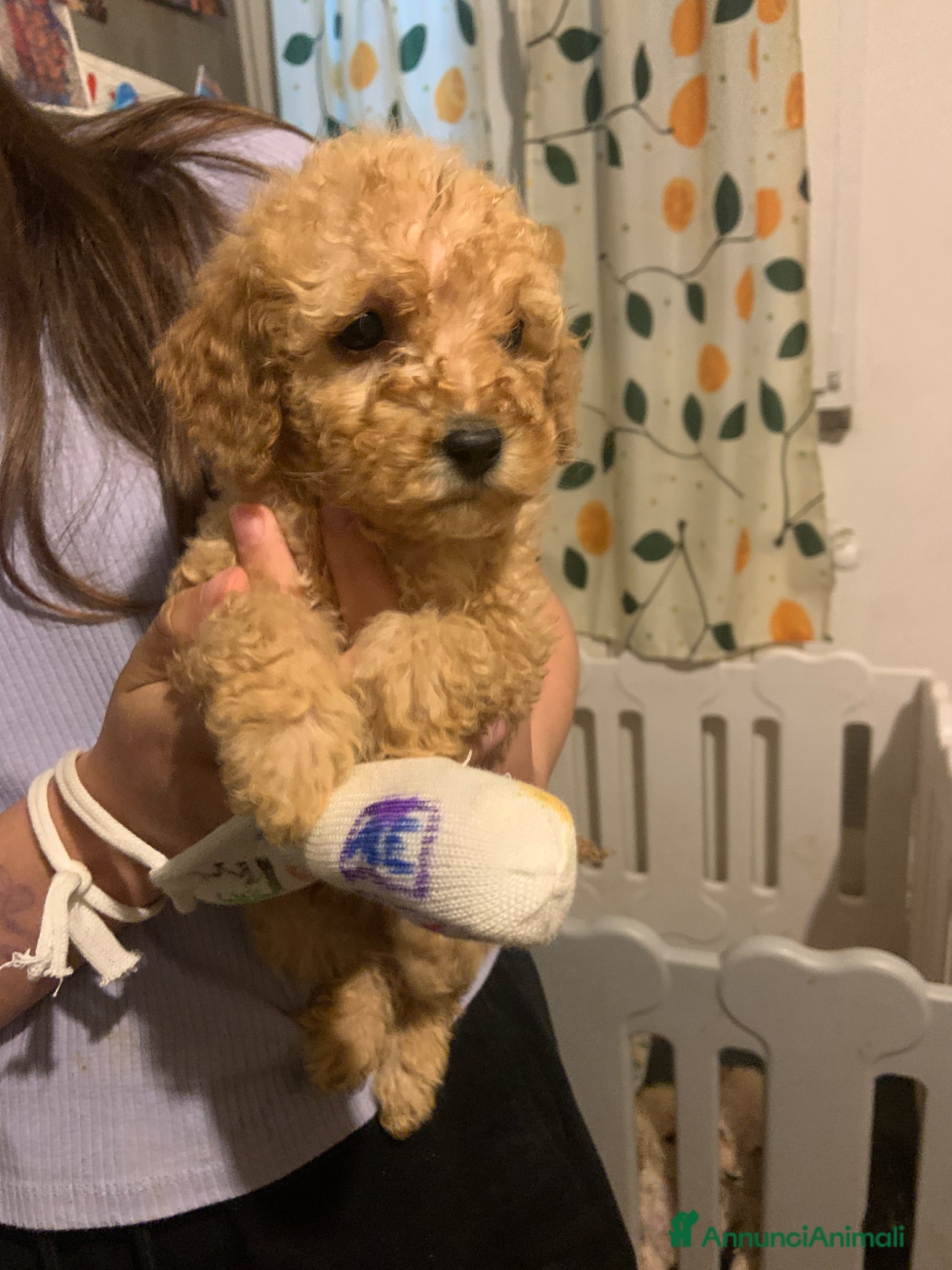 Barboncino cani Cucciolo barboncino albicocca - Annuncio 1