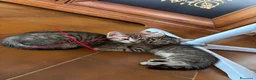 Europeo gatti in regalo: Gattina in regalo a Provincia di Parma - Annuncio 5