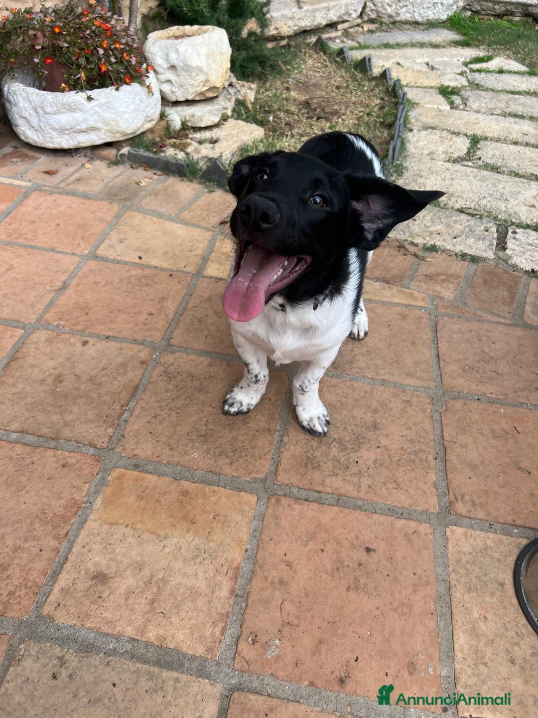 Meticcio cani in regalo: KYO e AKY - Annuncio 2