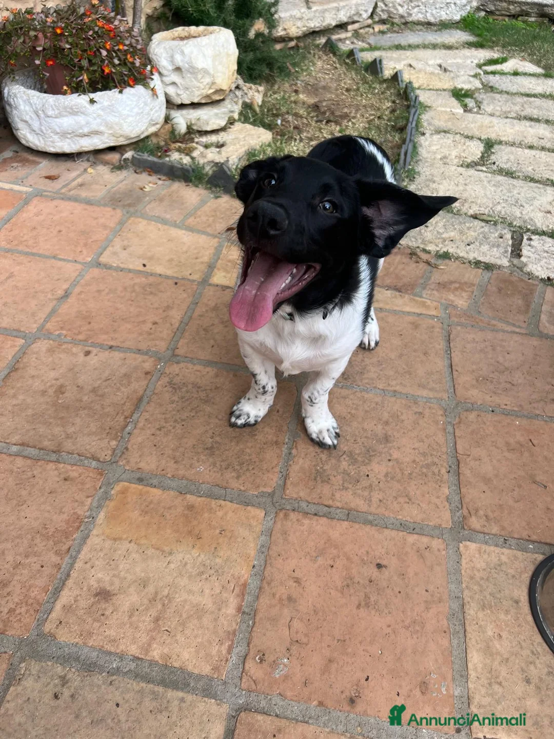 Meticcio cani in regalo: KYO e AKY - Annuncio 2