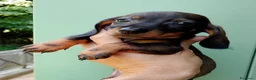 Bassotto cani in vendita: Bassotto pelo corto femmina con pedigree  - Annuncio 4