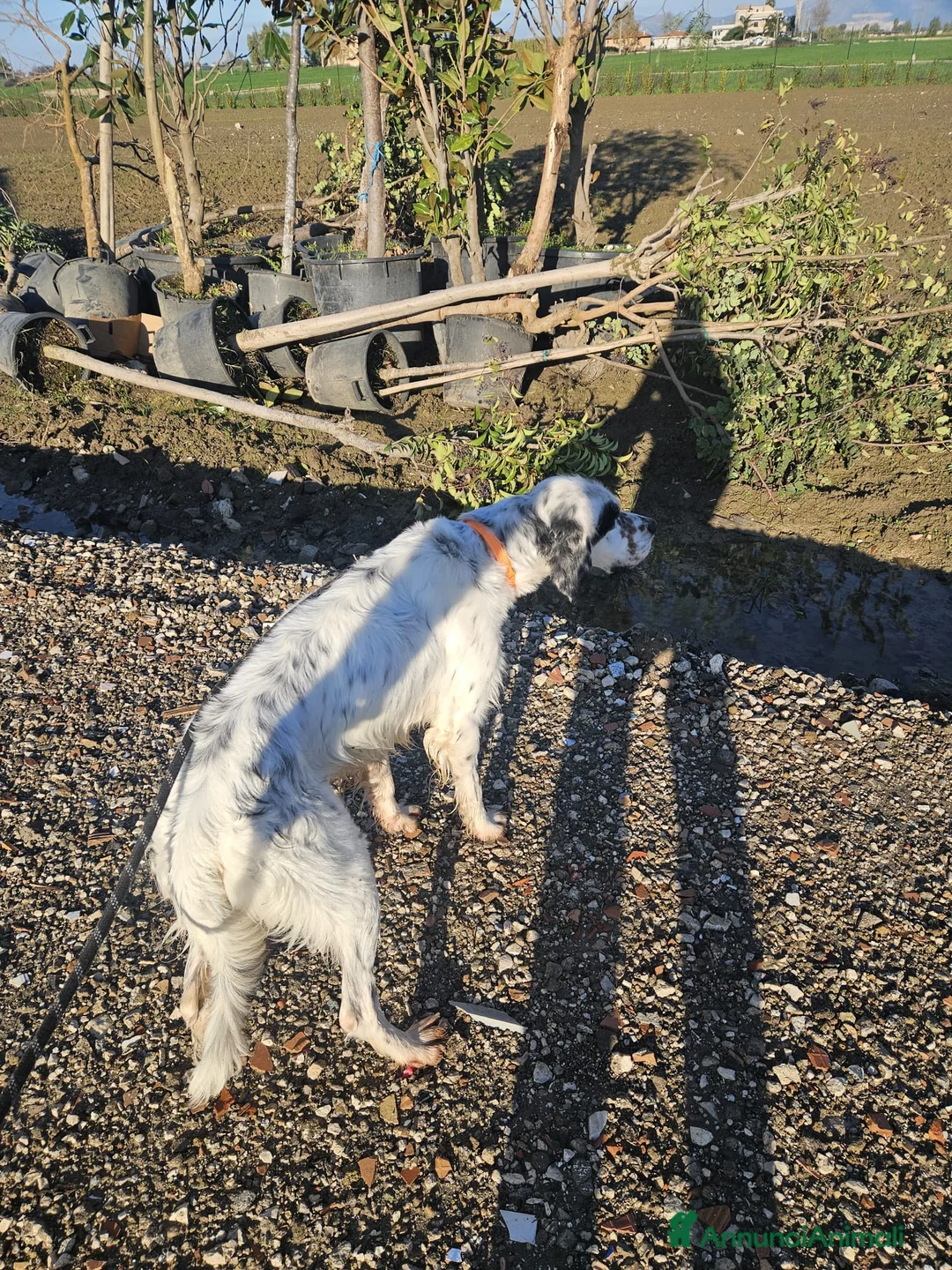 Setter Inglese cani in regalo: Zeus: giovane setter socievole equilibrato  - Annuncio 14