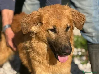 Meticcio cani NINA 6 MESI BELLISSIMA E SOCIEVOLE - Annuncio 4