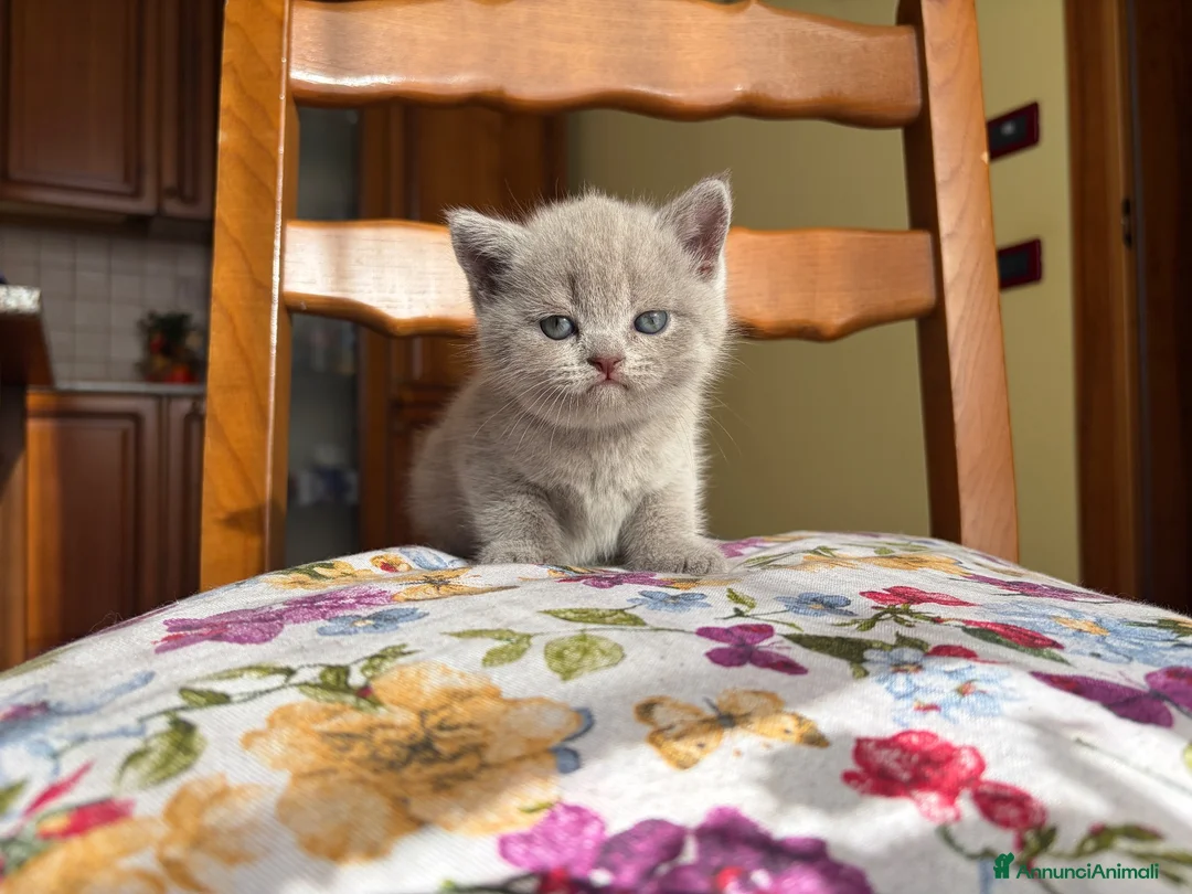 Scottish gatti in vendita: Cucciola di scottish straight lilac - Annuncio 1