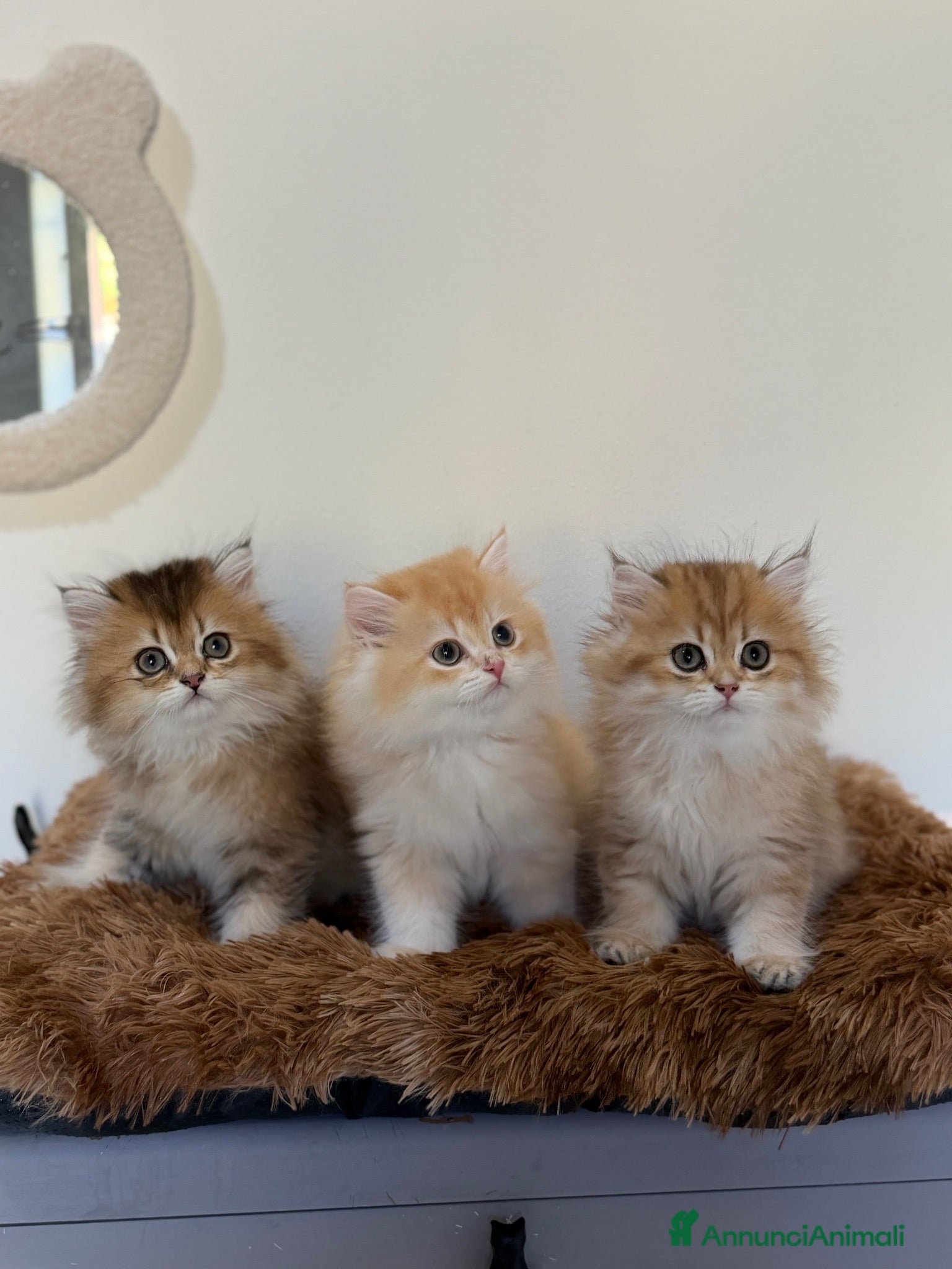 British gatti Cuccioli British Longhair  - Annuncio 2