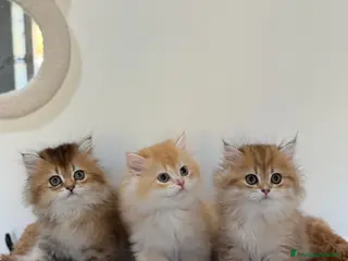 British gatti Cuccioli British Longhair - Annuncio 17