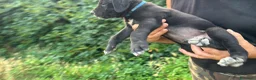 Cane Corso cani in vendita: Cuccioli di Cane Corso manto nero - Annuncio 9