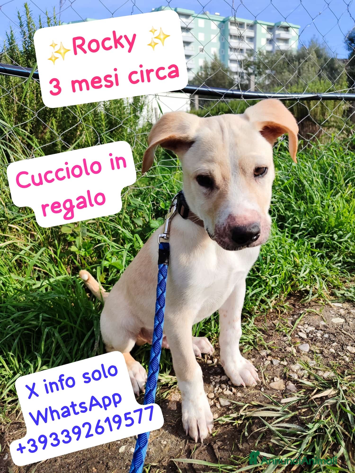 Meticcio cani Rocky il cucciolo che ama i mici - Annuncio 22