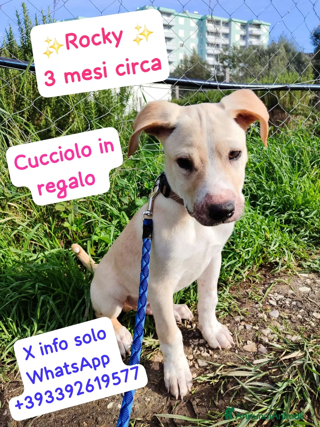 Meticcio cani in regalo: Rocky il cucciolo che ama i mici - Annuncio 1