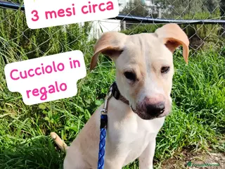 Meticcio cani Rocky il cucciolo che ama i mici - Annuncio 22