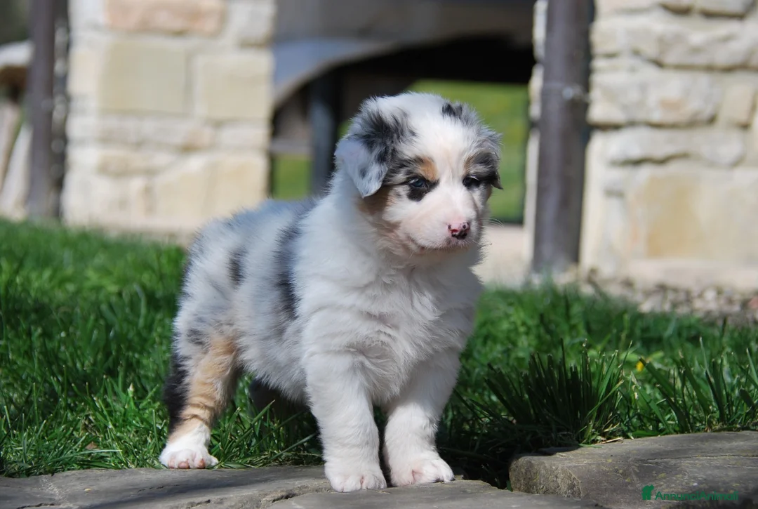 Australian Shepherd cani in vendita: Vendesi cuccioli di pastore australiano  - Annuncio 2