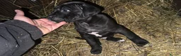 Cane Corso cani in vendita: Cane corso maschietto nero  - Annuncio 3