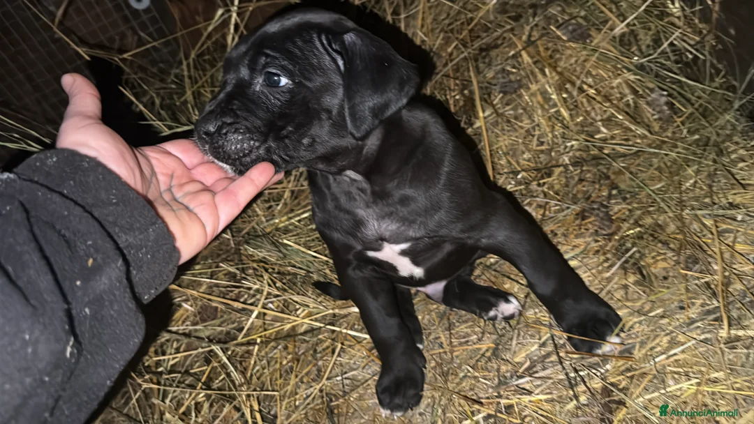 Cane Corso cani in vendita: Cane corso maschietto nero  - Annuncio 3