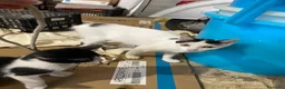 Europeo gatti in regalo: Gattini stupendi 🤩  - Annuncio 2