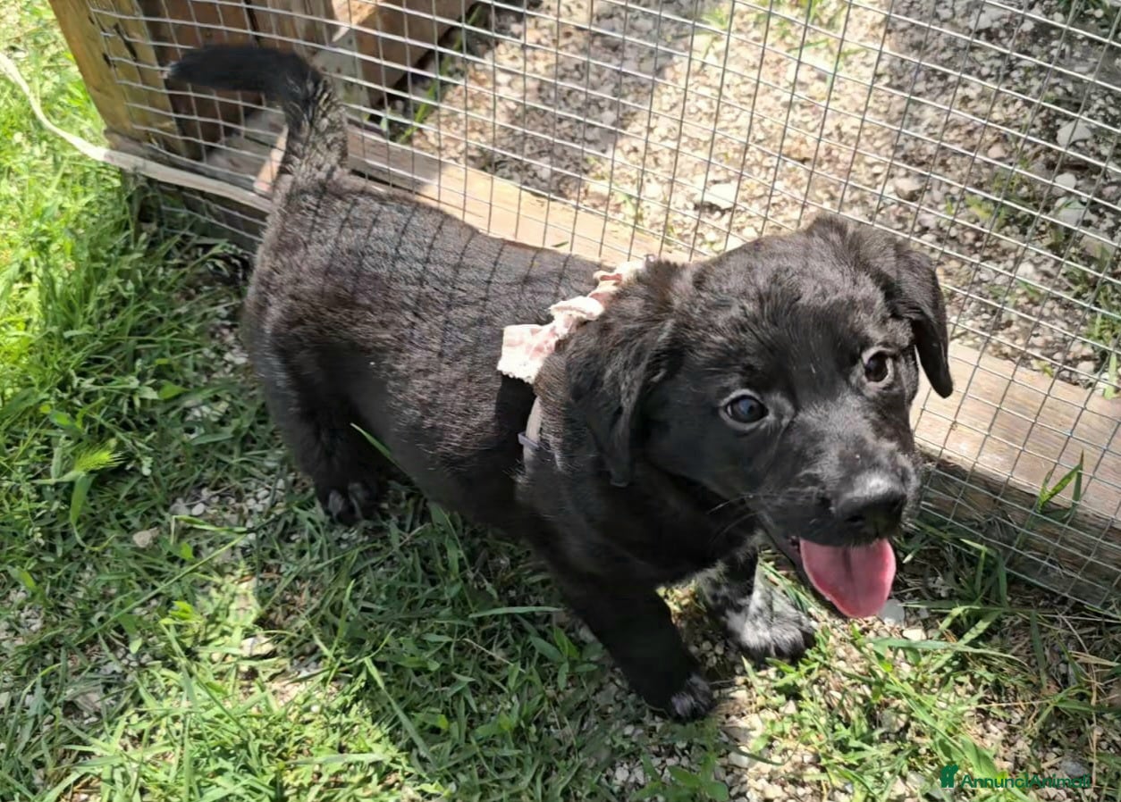 Meticcio cani Milla 2 mesi taglia media  - Annuncio 2
