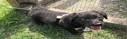 Meticcio cani in regalo: Milla 2 mesi taglia media  - Annuncio 1